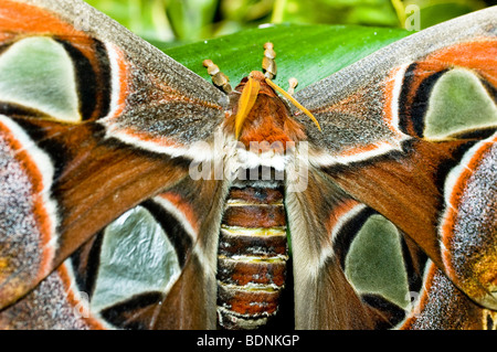 Atlas moth - close-up della falena più grande al mondo Foto Stock