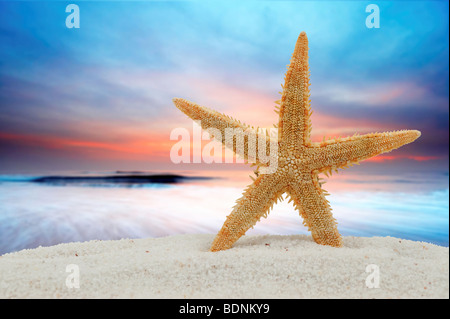 Stella di mare sulla spiaggia con il tramonto del sole Foto Stock