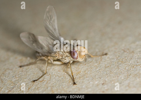 Di recente maschio eclosed Savannah mosca tsetse (Glossina morsitans morsitans) Foto Stock