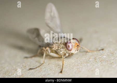 Di recente maschio eclosed Savannah mosca tsetse (Glossina morsitans morsitans) Foto Stock