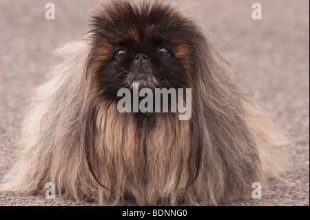 Un close up ritratto di un cane Pekingese nel Regno Unito Foto Stock