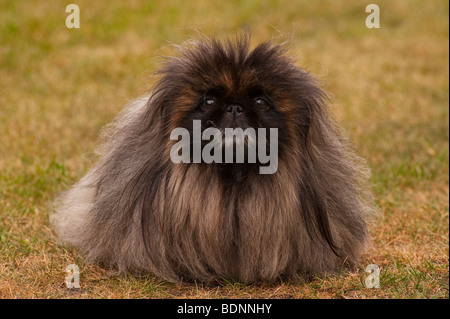 Un close up ritratto di un cane Pekingese nel Regno Unito Foto Stock