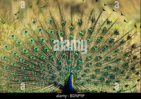 Peacock visualizzazione di piume Foto Stock