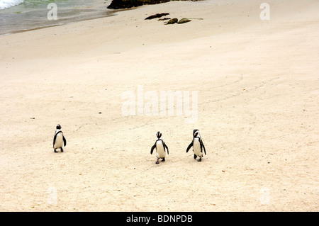 Tre pinguino africano (Spheniscus demersus), il Boulders Beach, Provincia del Capo Occidentale, Sud Africa Foto Stock
