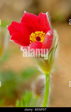 Red "pasque flower (Pulsatilla rubra) Foto Stock