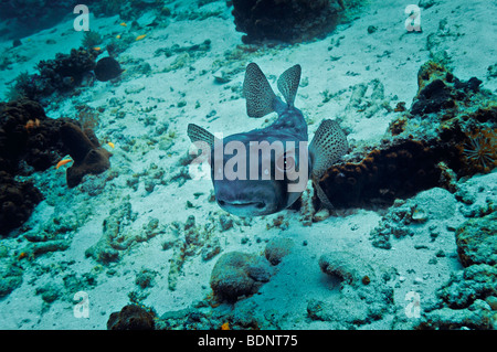 Spot-fin Porcupinefish (Diodon hystrix), il Parco Nazionale di Komodo, Indonesia, sud-est asiatico Foto Stock