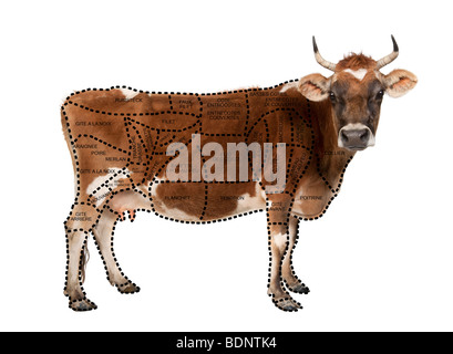 Ritratto di bruno vacca Jersey, dieci anni, in piedi di fronte a uno sfondo bianco, studio shot Foto Stock