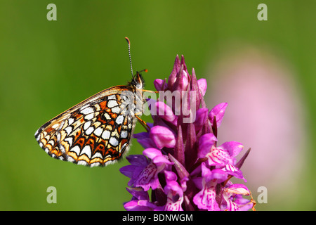 Falso Heath Fritillary (Melitaea diamina) seduto sul fioritura precoce orchidea palustre (Orchis incarnata) (Dactylorhiza incarnata) Foto Stock