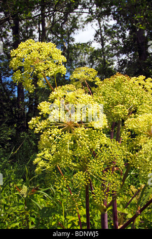 L'Angelica (Angelica archangelica) (Angelica officinalis), pianta medicinale, foreste alluvionali presso l'argine del fiume Peen Foto Stock