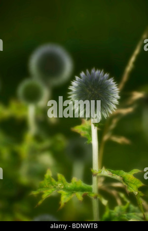 Woodruff close up Foto Stock