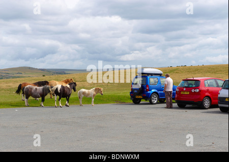 Dartmoor pony nei pressi di Cox Tor Foto Stock