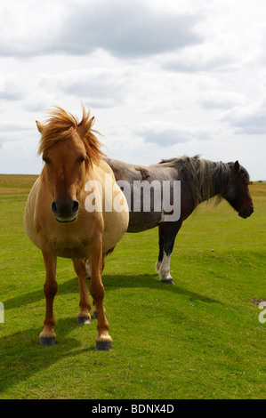 Dartmoor pony nei pressi di Cox Tor Foto Stock