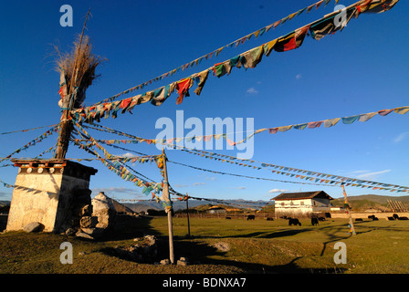 Choerten con preghiera tibetano bandiere e yak nella parte anteriore del casale in Tibet orientale, Shangrila, Tibet, Yunnan, Cina e Asia Foto Stock