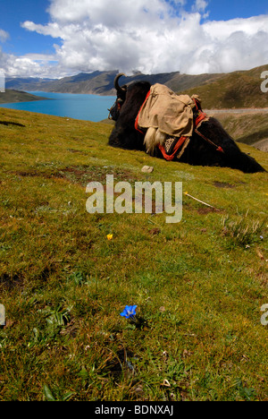 Yak tibetani a Yamdrok Tso lago, con highland pascoli e Gentiana nel Tibet Centrale, Tibet, Cina e Asia Foto Stock