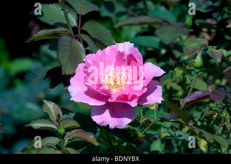 Il Magic Meidiland Rosa, Rosa magica in tarda estate fiore. Foto Stock