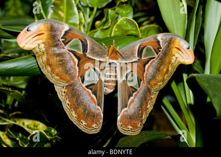 Atlas moth - generalmente considerato il più grande falena nel mondo. Foto Stock