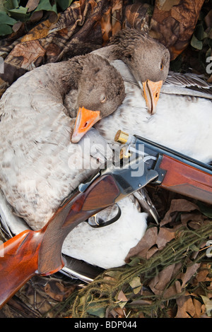 Due oche Graylag fotografato con un fucile a pompa e di mimetizzazione Foto Stock