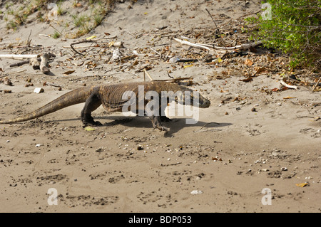 Drago di Komodo (Varanus komodoensis), Rinca Isola, Parco Nazionale di Komodo, Indonesia, sud-est asiatico Foto Stock
