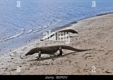 I draghi di Komodo (Varanus komodoensis), Rinca Isola, Parco Nazionale di Komodo, Indonesia, sud-est asiatico Foto Stock