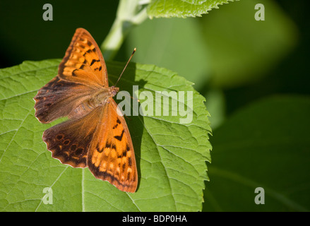 Bruno Imperatore Butterfly (Asterocampa clyton) Foto Stock