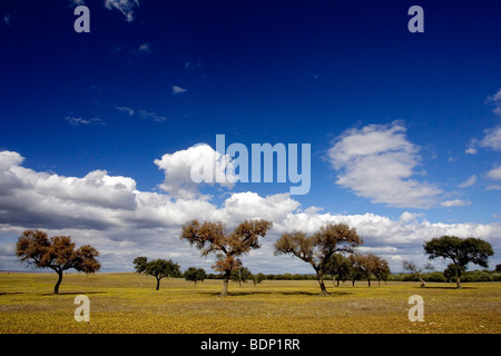 Lecci, Andalusia, Spagna Foto Stock