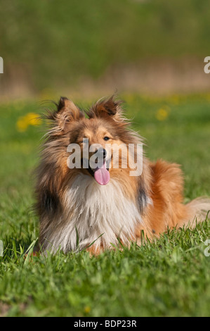 Sheltie, Shetland Sheepdog su un prato Foto Stock