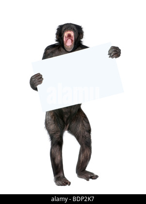 Razza mista tra scimpanzé e Bonobo holding blank cartelli, 20 anni, di fronte a uno sfondo bianco, studio shot Foto Stock