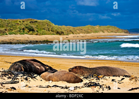 Hooker leoni di mare sulla spiaggia di Waipapa punto lungo la Costiera Catlins Heritage Trail, sud della strada panoramica, Southland, Sout Foto Stock