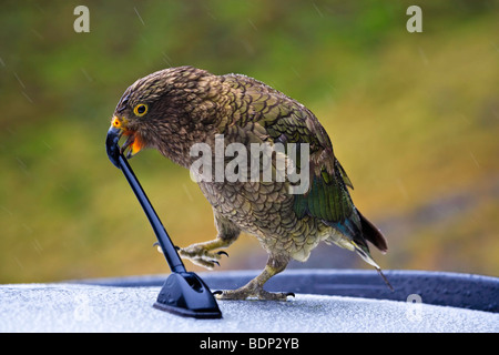 Cheeky Kea, Nestor notabilis, prendendo un interesse in un antenna auto vicino all'Homer Tunnel lungo il Milford Road, Darran Montagne Foto Stock