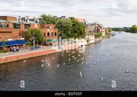 Cigni lungo il fronte mare del fiume Tamigi, Kingston-Upon-Thames, London, England, Regno Unito Foto Stock