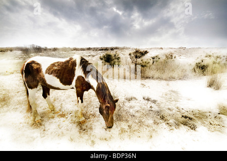 Un pony su di una spiaggia di sabbia Foto Stock