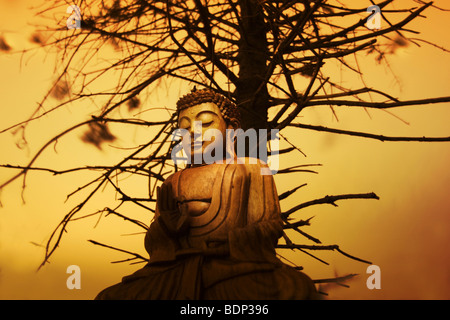 Un Bhudda vicino a un albero Foto Stock