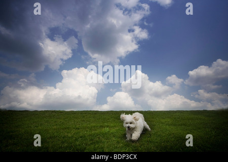 Un cane bianco acceso sotto nuvole bianche Foto Stock