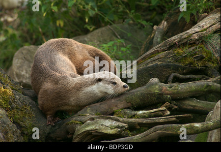 Lontra europea (Lutra lutra) in cattività Foto Stock