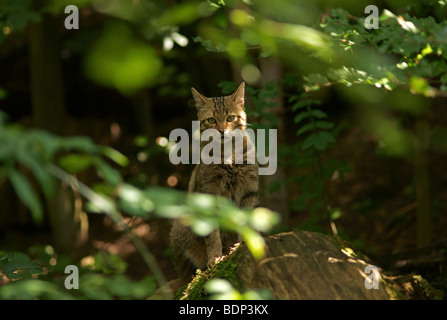 Gatto selvatico europeo (Felis silvestris) in cattività Foto Stock