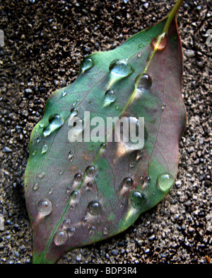 Una foglia con gocce d'acqua sulla terra Foto Stock