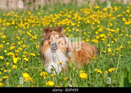 Sheltie, Shetland Sheepdog su un prato Foto Stock