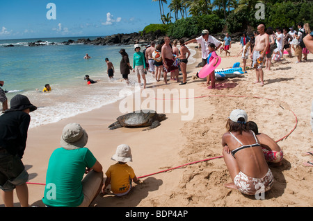 I turisti si riuniscono intorno spiaggiata tartaruga verde, North Shore Oahu, Hawaii Foto Stock