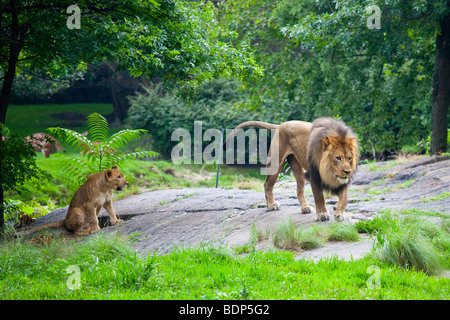 E LION CUB presso il Bronx Zoo di New York Foto Stock