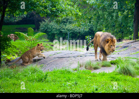 Lion e giocoso cub presso il Bronx Zoo di New York Foto Stock