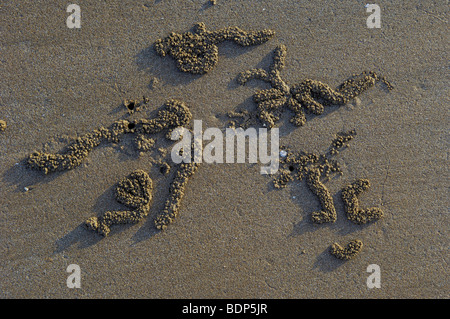Palle di sabbia creato da sabbia gorgogliatore granchi (Scopimera inflata) su una spiaggia al tramonto, Darwin, Territorio del Nord, l'Australia Foto Stock