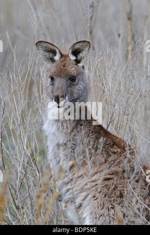 Grande grigio Canguro o orientale Canguro grigio (Macropus giganteus), Warrumbungle National Park, Australia Foto Stock