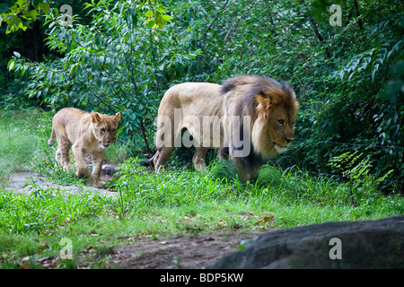 E LION CUB presso il Bronx Zoo di New York Foto Stock