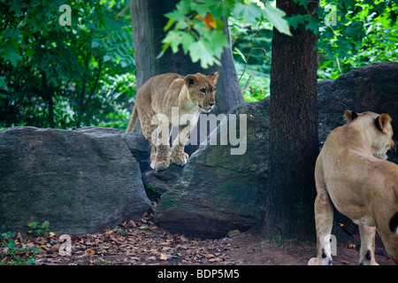 Leonessa e Cub presso il Bronx Zoo di New York Foto Stock