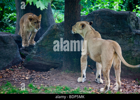 Leonessa e Cub presso il Bronx Zoo di New York Foto Stock