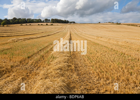 Orzo estivo campo appena dopo il taglio, un ampio angolo di visione Foto Stock