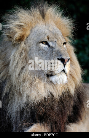 Ritratto di un maschio di leone africano (Panthera leo) cercando Majestic. Animali in cattività. Foto Stock