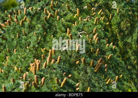 Cono di frutta di Cedrus libani cedro del libano Pinaceae libanon Zeder ceder ramoscello firecone cono di fuoco ago raccolto maturo coni di conifere Foto Stock