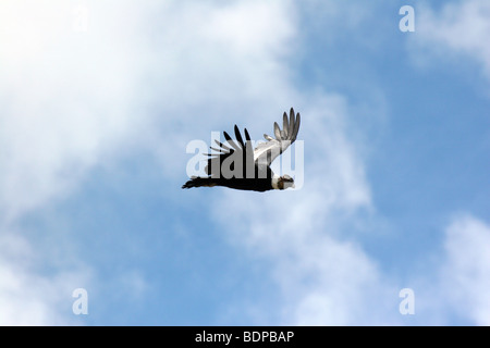 Maschi selvatici condor andino in volo, Torres del Paine, Cile Foto Stock