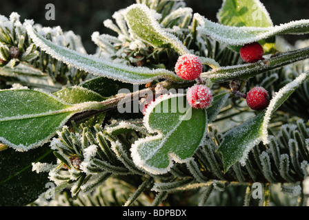 Hoarfrosted bacche rosse su holly Foto Stock